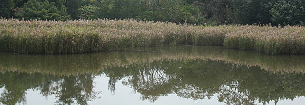 Wild Flower Reflection stock photo