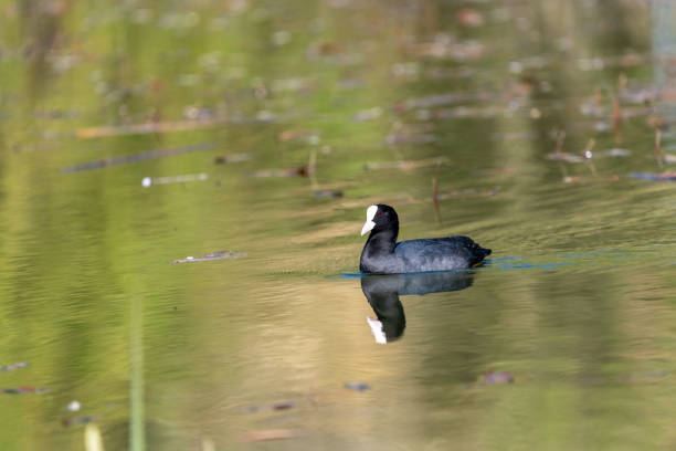 Black bird swimming on a lake in spring time