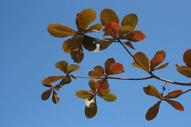 Big Leaves stock photo