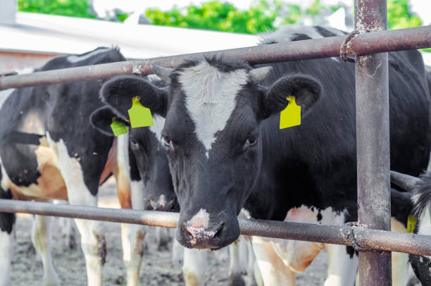istock Cows on the farm behind the fence. 967042252