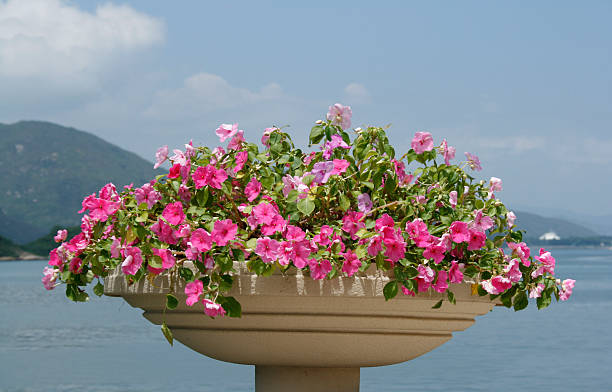 Watefront Blooming Flowers Pot stock photo