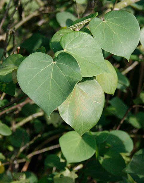 Heart Shape Leaves stock photo