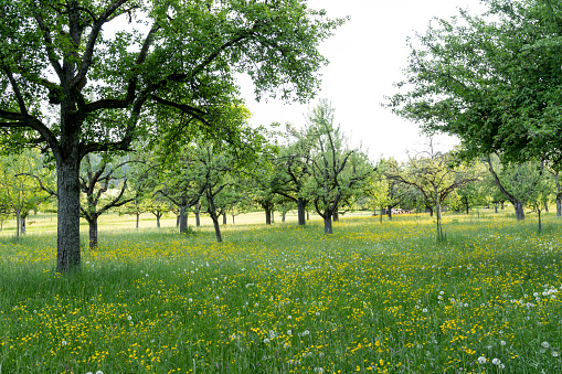 meadow orchards in the late spring time in Germny