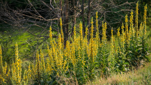 istock Flowering Mullein Plants on the Forest Background. 967046812