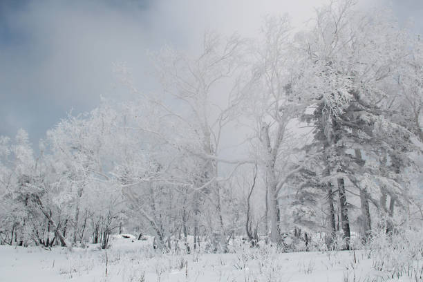 istock Snow drifts in winter 967047116