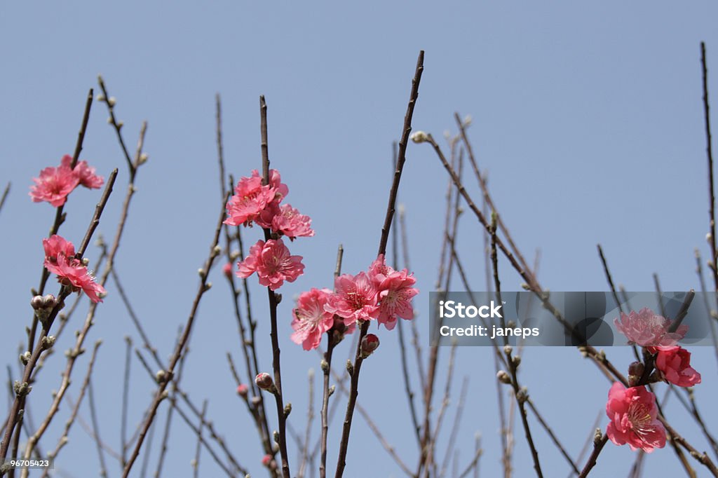 Peach blossom  Cherry Blossom Stock Photo