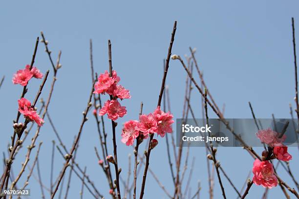 Peach Blossom Stock Photo - Download Image Now - Cherry Blossom, Color Image, Flower