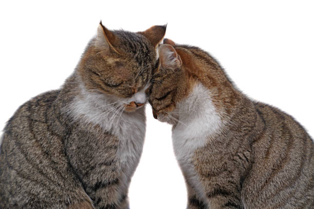 istock Two tabby cats sitting and snuggling each other on isolated white background 967061998