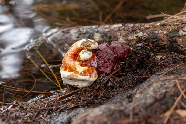 A bulbous fungus on the roots of an Australian Pine tree