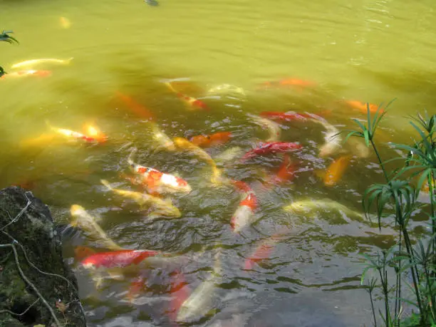 Koi fish swimming in muddy water