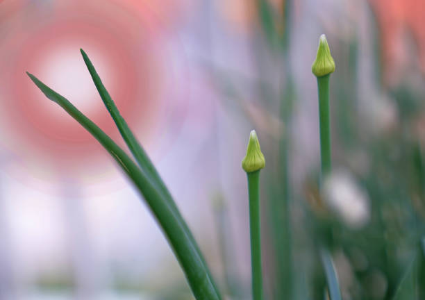 Onion seeds pod flower buds in pot in a balcony