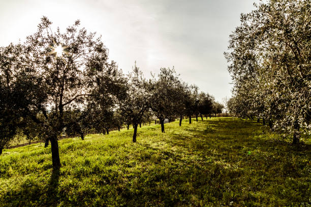 istock Olive trees in the croatian countryside 967070852