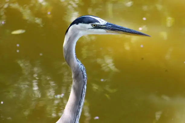 Head and neck of a great blue heron standing in a lake of muddy water