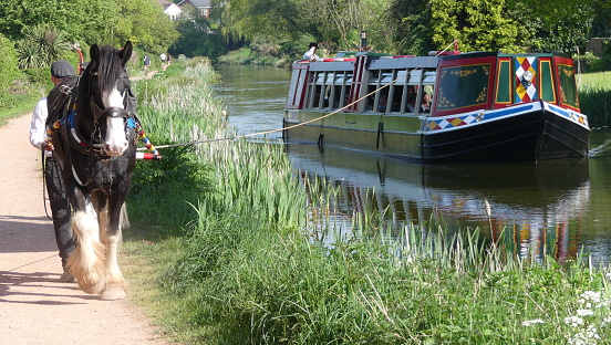 Devon, England - May 8 2018: The Tiverton Canal Company horse drawn barge travelling on the Grand Western Canal, available for trips and private bookings