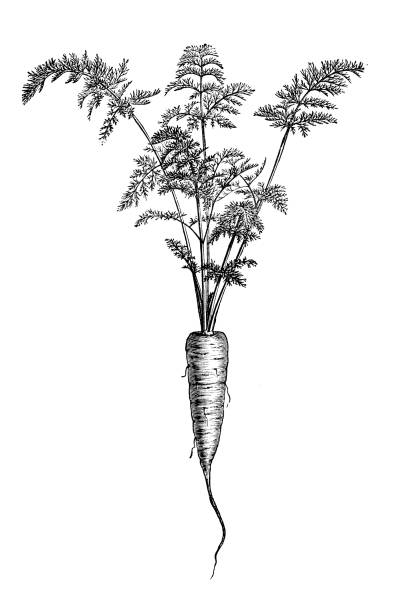 ilustrações, clipart, desenhos animados e ícones de plantas de botânica antiga ilustração de gravura: cenoura longo - carrot