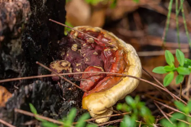 Lumpy, bulbous fungus on base of Australian Pine tree stump