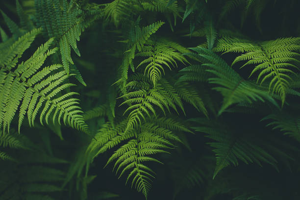 helecho de fondo - fern leaf plant close up fotografías e imágenes de stock