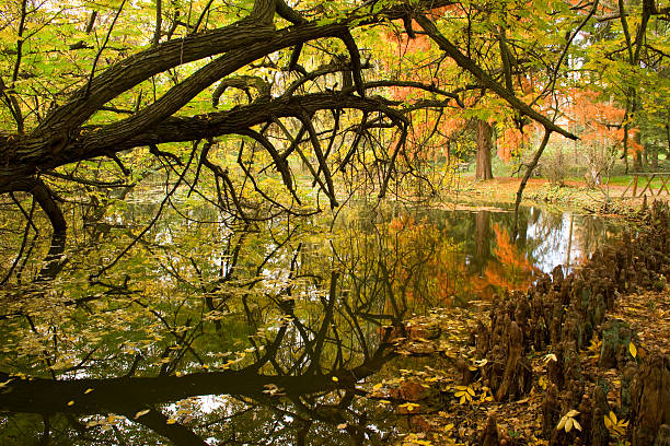 белый cypress - tree forest atlantic white cedar evergreen tree стоковые фото и изображения