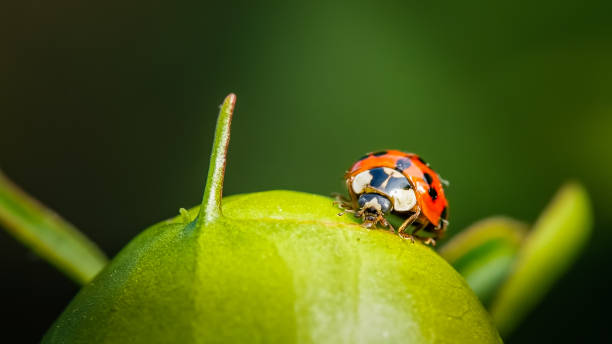 istock Asian ladybeetle feeding on a drop of nectar of a peony button 967078148