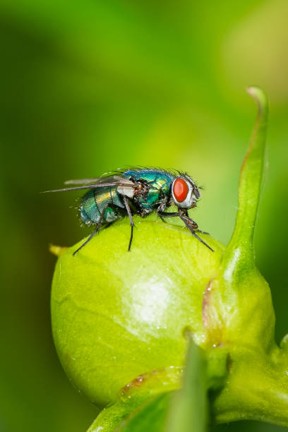 istock Green fly resting on a peony on a spring day 967078168