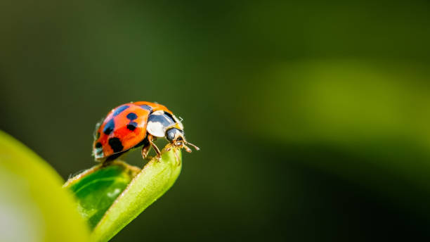 istock Asian ladybeetle on a peony 967078170