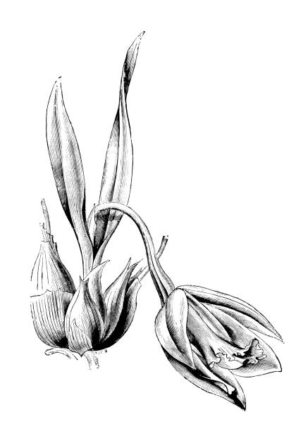Botany plants antique engraving illustration: Encyclia citrina (tulip orchid) Botany plants antique engraving illustration: Encyclia citrina (tulip orchid) encyclia orchid stock illustrations
