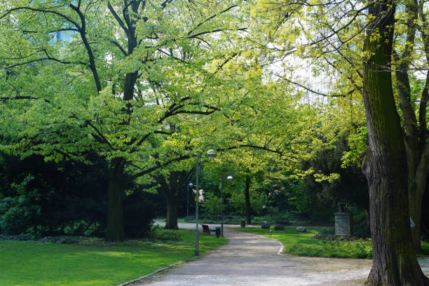 istock Picturesque avenue with trees in the park. 967079414
