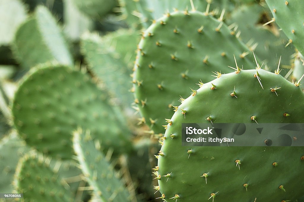 Cactus prickley pear - Photo de Angle inhabituel libre de droits