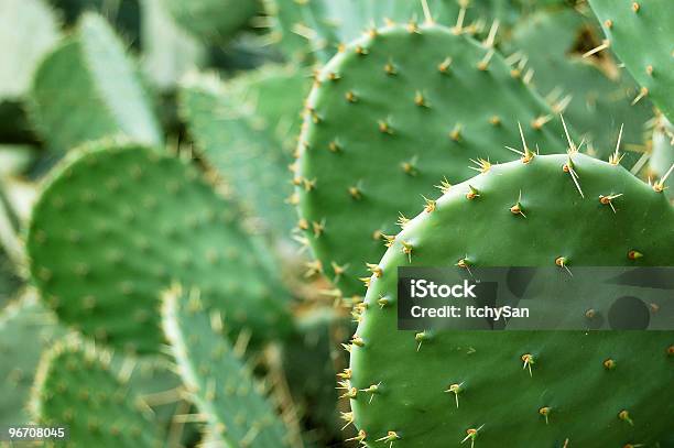 Photo libre de droit de Cactus Prickley Pear banque d'images et plus d'images libres de droit de Angle inhabituel - Angle inhabituel, Cactus, Couleur verte