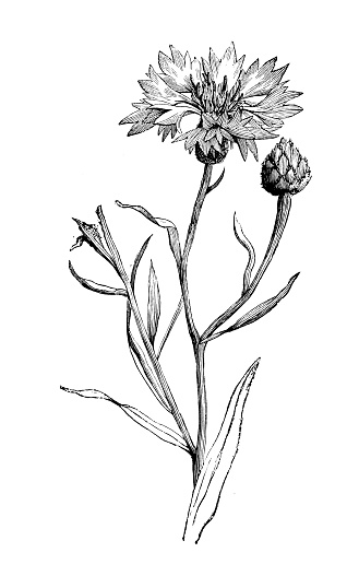 Botany plants antique engraving illustration: Centaurea cyanus, cornflower