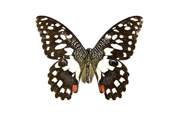 istock Butterfly Papilio Demoleus isolated 96708573