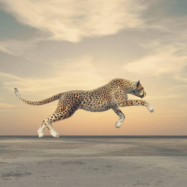 The Beauty Of A Cheetah Who Running Stock Photo - Download Image Now -  Cheetah, Running, Jaguar - Cat - iStock