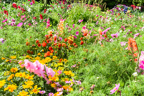 Pretty cottage garden growing a variety of annual and biannual native flowers in Ireland