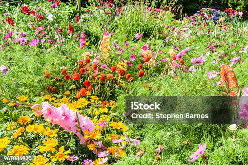 istock Pretty cottage garden growing a variety of annual and biannual native flowers in Ireland 967086920