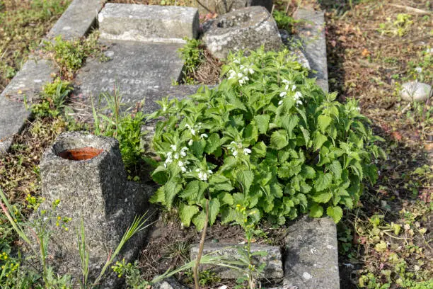 On a grave in a cemetery in Surrey, England, the common wildflower white deadnettle (Lamium album).