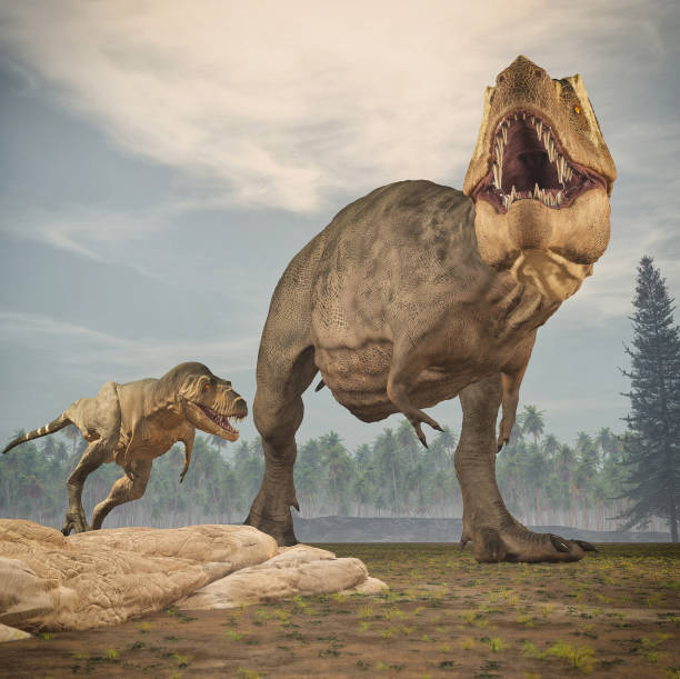 istock Two dinosaurs - tyrannosaurus rex. 967087028