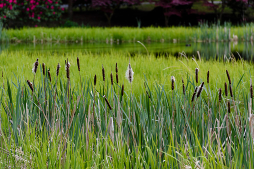 Cylindrical flower spikes of Bulrushes among reed beds of a lake.