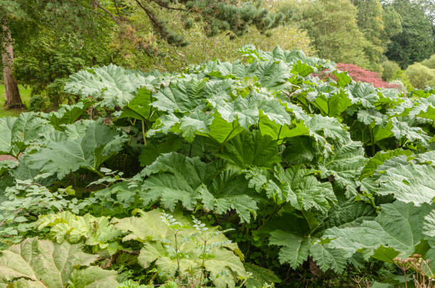 グンネラの植物の葉 - gunnera ストックフォトと画像