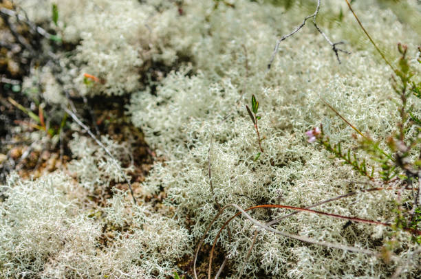 istock Sphagnum moss growing in a bog in Ireland 967087248