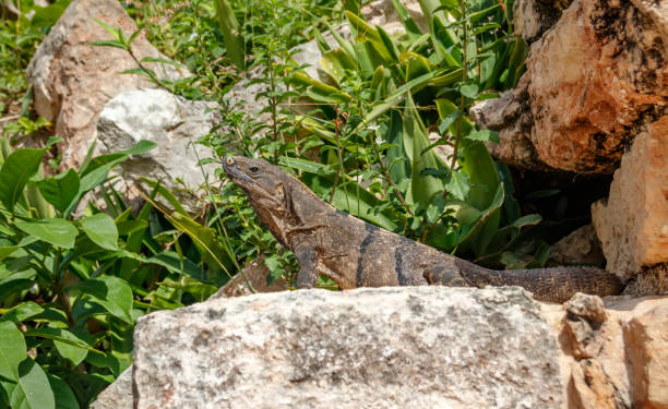istock A green iguana basking on ancient stones among the foliage. 967089570