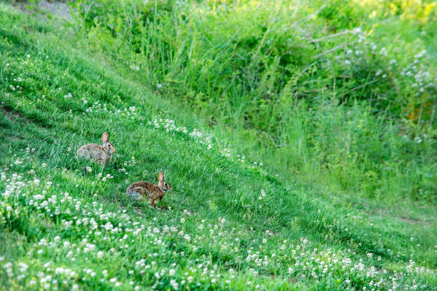 Rabbits on the green meadow. Charlotte, North Carolina, USA