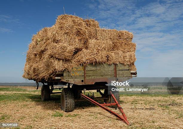 Straw Foto de stock y más banco de imágenes de Agricultura - Agricultura, Aire libre, Alimentar