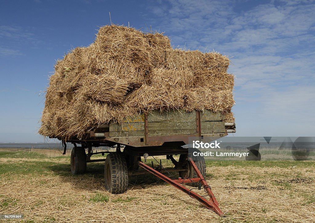 Straw  Agricultural Field Stock Photo