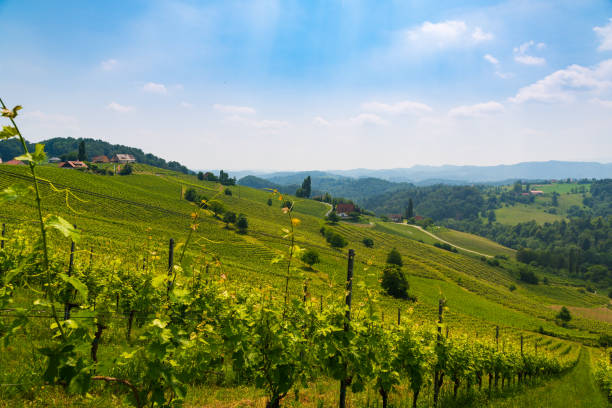 istock Austria Vineyards Sulztal Slovenia Wine Route 967094000