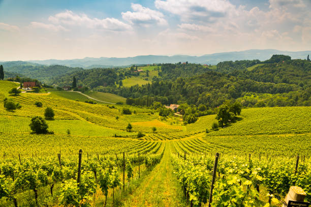 istock Austria Vineyards Sulztal Slovenia Wine Route 967094016