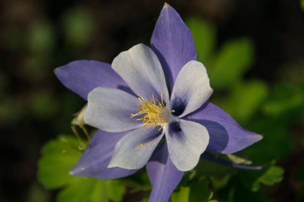 istock Colorado blue columbine flower close up 967100364