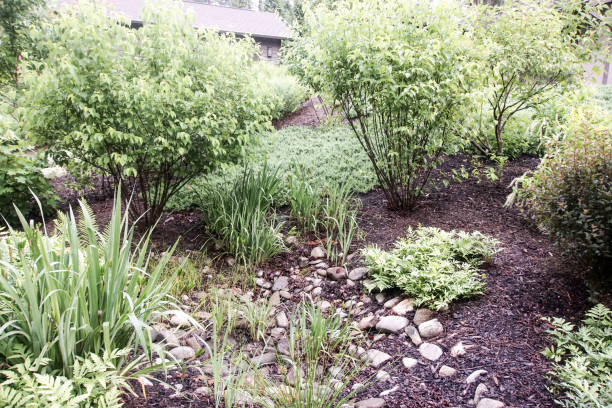 Rain garden in summer surrounded by shrubs