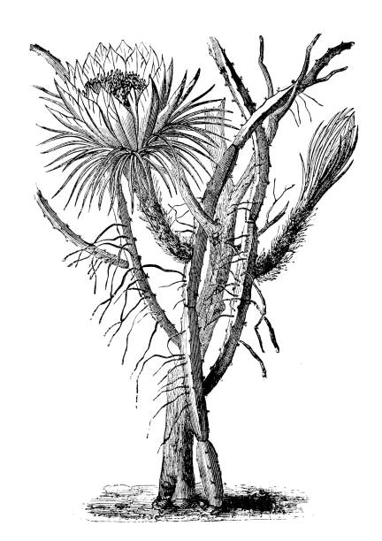 Botany plants antique engraving illustration: Cereus nycticalus Botany plants antique engraving illustration: Cereus nycticalus night blooming cereus stock illustrations
