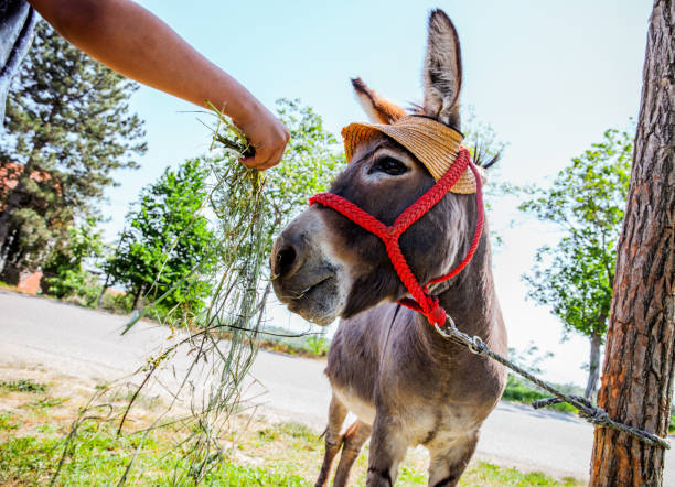 istock Donkey at the Petting Zoo 967113636
