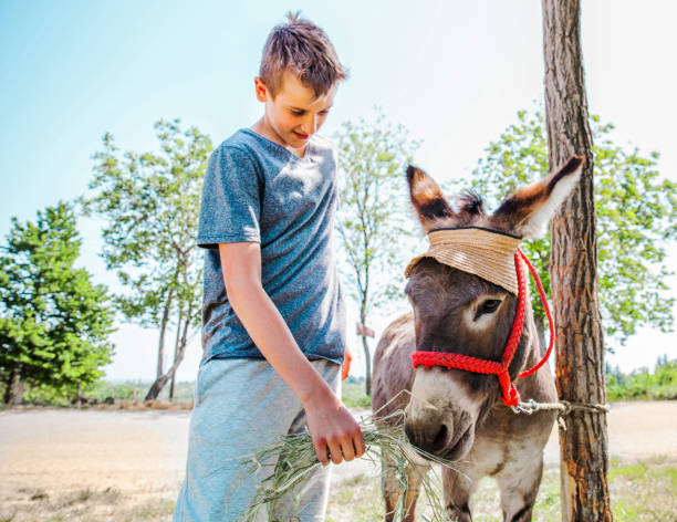 istock Donkey at the Petting Zoo 967113646